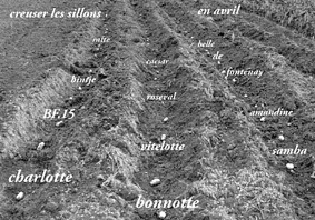 carte postale de Pierre Pitrou